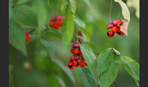 Warzen-Spindelstrauch (Euonymus verrucosa)