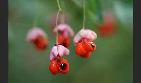 Warzen-Spindelstrauch (Euonymus verrucosa)