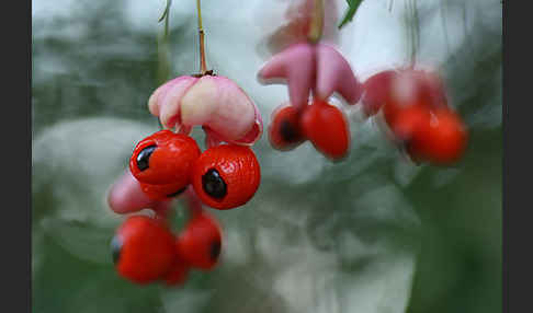 Warzen-Spindelstrauch (Euonymus verrucosa)