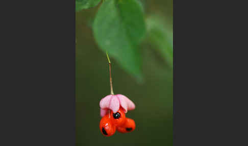 Warzen-Spindelstrauch (Euonymus verrucosa)