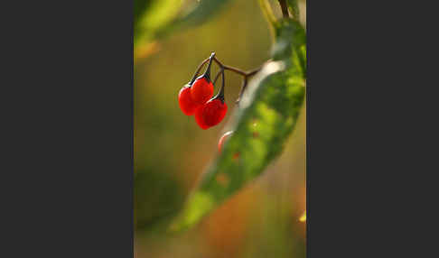 Bittersüßer Nachtschatten (Solanum dulcamara)