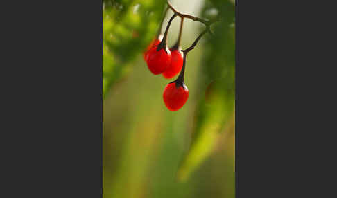 Bittersüßer Nachtschatten (Solanum dulcamara)