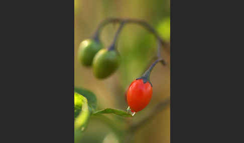 Bittersüßer Nachtschatten (Solanum dulcamara)