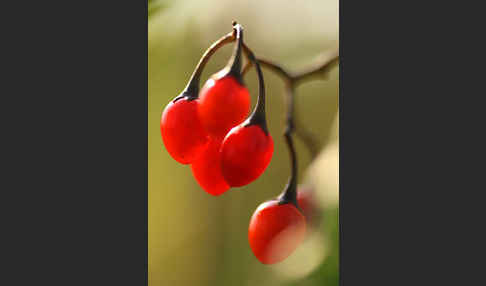 Bittersüßer Nachtschatten (Solanum dulcamara)