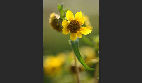 Nickender Zweizahn (Bidens cernua)