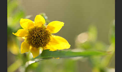 Nickender Zweizahn (Bidens cernua)