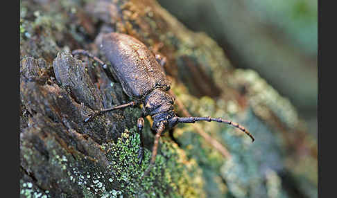 Weberbock (Lamia textor)