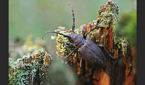 Weberbock (Lamia textor)