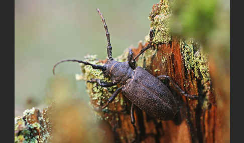 Weberbock (Lamia textor)