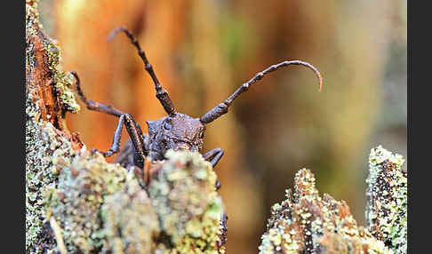 Weberbock (Lamia textor)