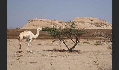 Dromedar (Camelus dromedarius)