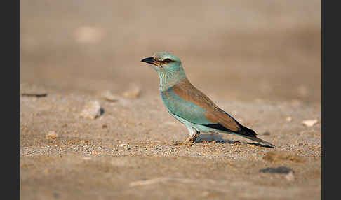 Blauracke (Coracias garrulus)