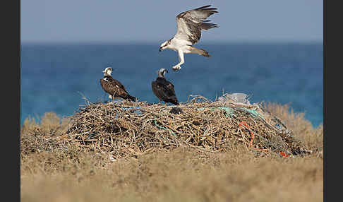 Fischadler (Pandion haliaetus)