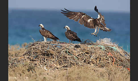 Fischadler (Pandion haliaetus)