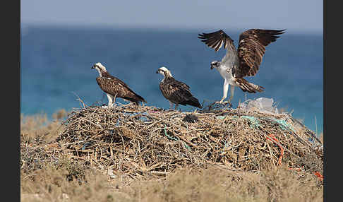 Fischadler (Pandion haliaetus)