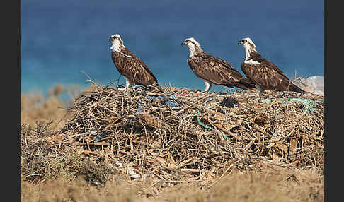 Fischadler (Pandion haliaetus)