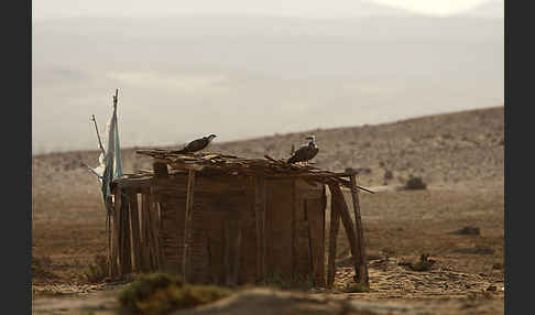 Fischadler (Pandion haliaetus)