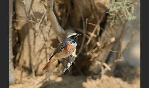 Gartenrotschwanz (Phoenicurus phoenicurus)