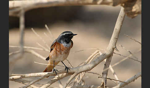 Gartenrotschwanz (Phoenicurus phoenicurus)