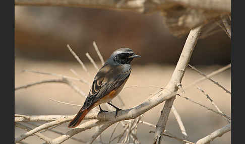 Gartenrotschwanz (Phoenicurus phoenicurus)