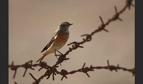 Gartenrotschwanz (Phoenicurus phoenicurus)