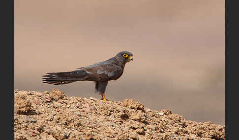 Schieferfalke (Falco concolor)