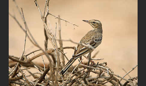 Brachpieper (Anthus campestris)