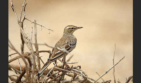 Brachpieper (Anthus campestris)