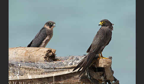 Schieferfalke (Falco concolor)