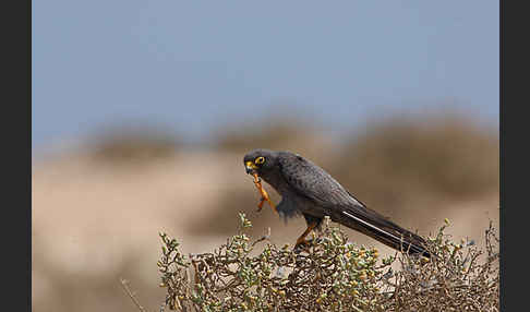 Schieferfalke (Falco concolor)