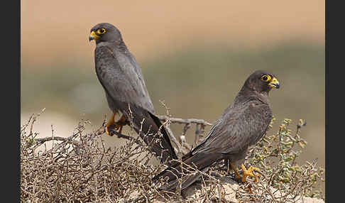 Schieferfalke (Falco concolor)