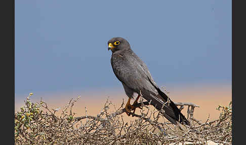 Schieferfalke (Falco concolor)