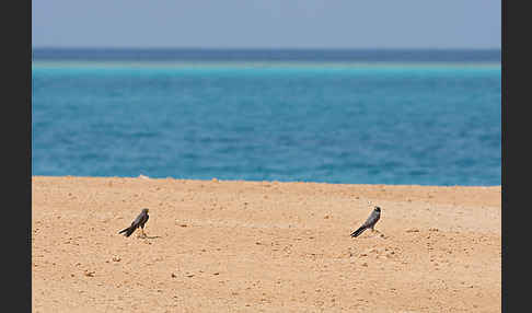 Schieferfalke (Falco concolor)