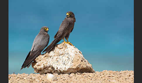 Schieferfalke (Falco concolor)