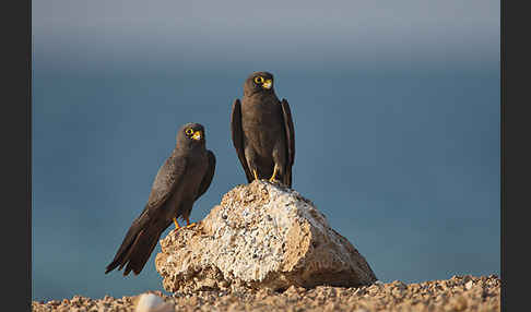 Schieferfalke (Falco concolor)