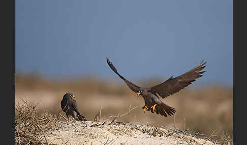 Schieferfalke (Falco concolor)