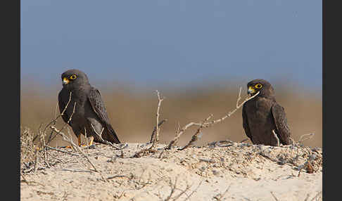 Schieferfalke (Falco concolor)