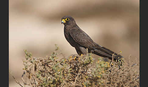 Schieferfalke (Falco concolor)