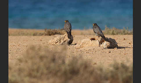 Schieferfalke (Falco concolor)