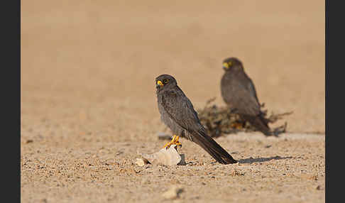 Schieferfalke (Falco concolor)