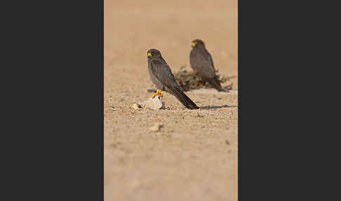 Schieferfalke (Falco concolor)