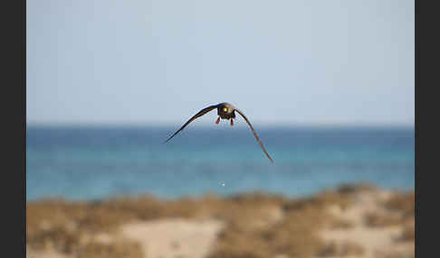 Schieferfalke (Falco concolor)