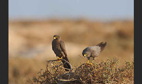 Schieferfalke (Falco concolor)