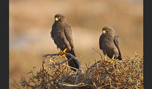 Schieferfalke (Falco concolor)