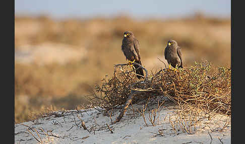 Schieferfalke (Falco concolor)