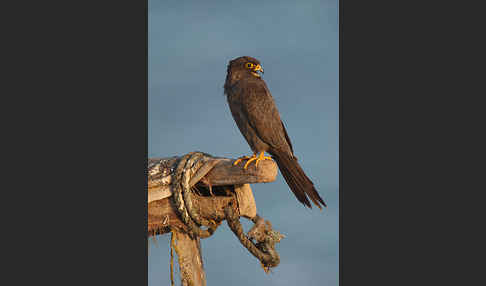 Schieferfalke (Falco concolor)