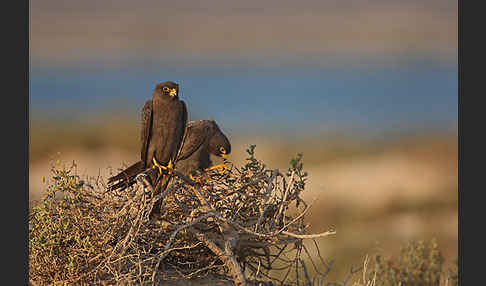 Schieferfalke (Falco concolor)