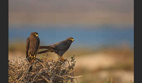 Schieferfalke (Falco concolor)