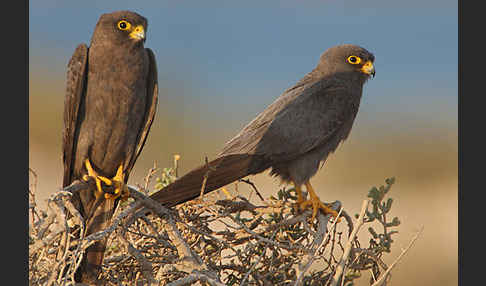 Schieferfalke (Falco concolor)