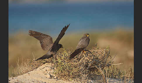 Schieferfalke (Falco concolor)